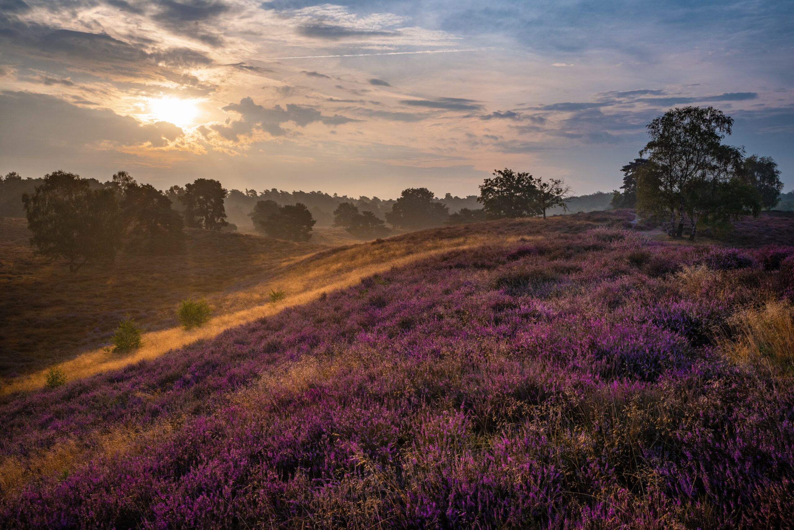 fietsen door de heide